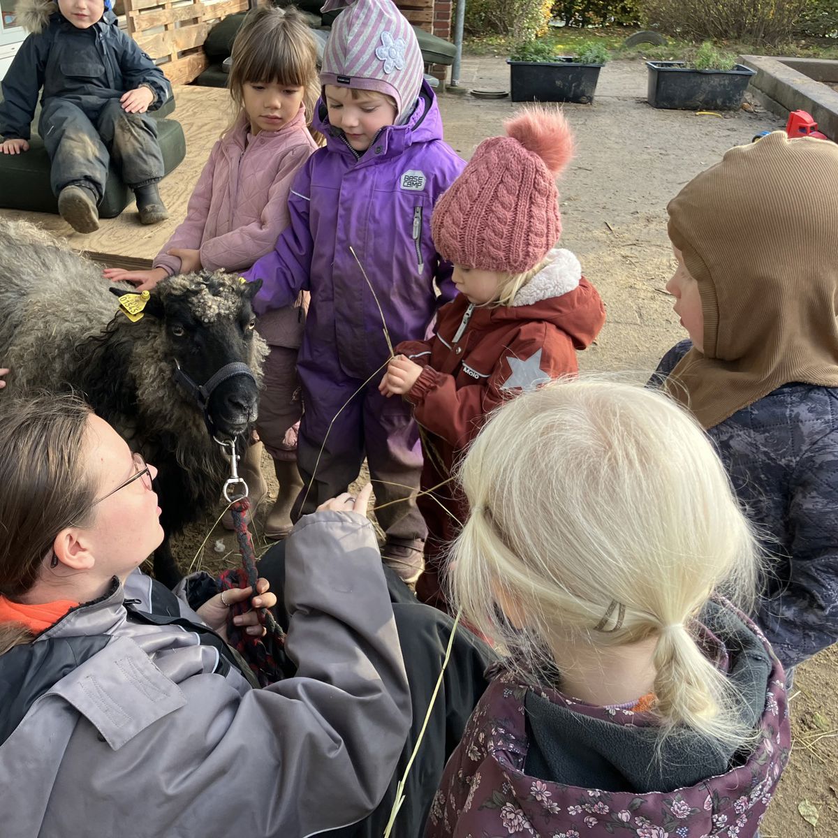 Får i Børnehuset Svalereden