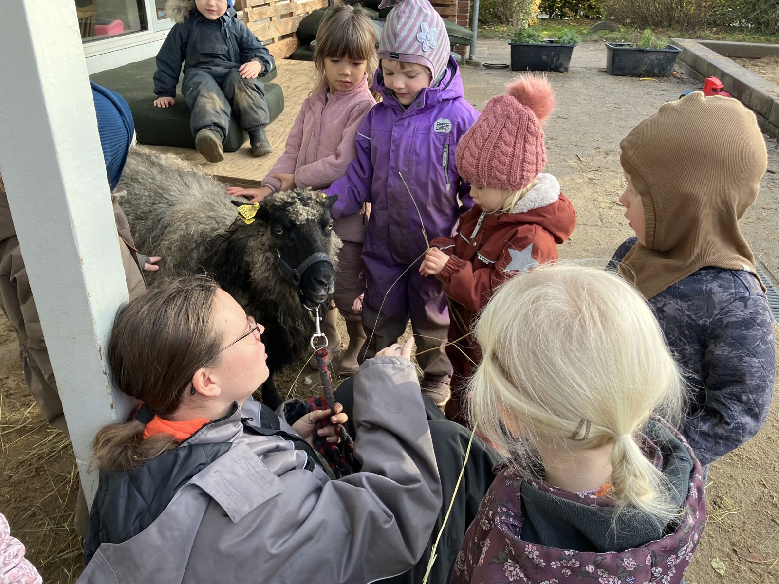 Får i Børnehuset Svalereden